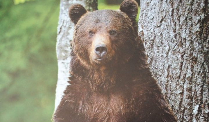 Výskyt medveďa hnedého v oblasti Tureckej - upozornenie